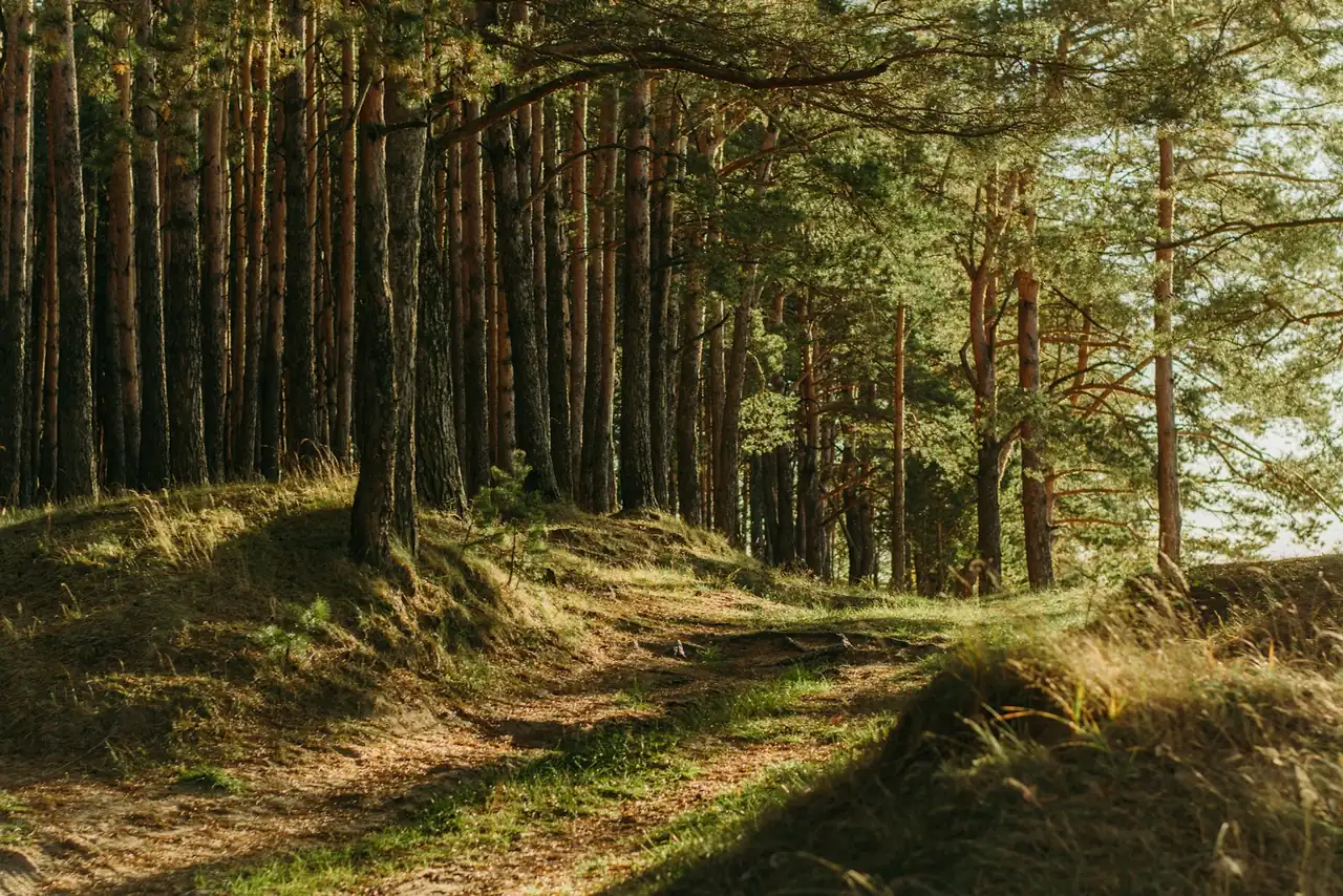 Green leafy trees